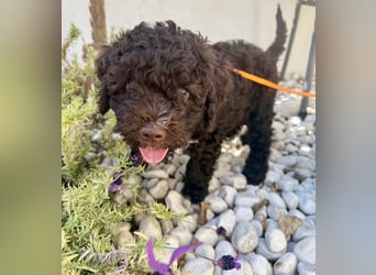 Lagotto Romagnolo Welpen reinrassige