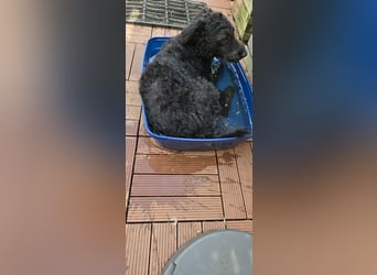 Mogli Pudelmix auf Pflegestelle 59399 Olfen