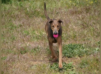 Apollo (Spanien) – Ein großer Junge, der lernen möchte ...