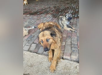 Boncuk sucht ein zu Hause
