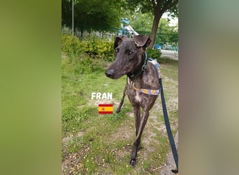Fran,geb.05/23,anhänglicher Galgo-Bub sucht seine Familie