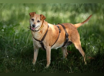 Halle - Prinzessin sucht Königreich - Tierhilfe Franken e.V.