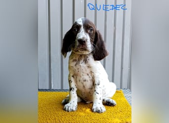 English setter Welpen (3 Rüden, 2 Hündinnen)