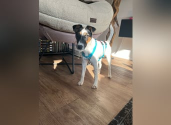 Romi-SI, hübsche Foxterrierdame sucht Rasseliebhaber