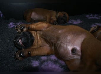wunderschöne Rhodesian Ridgeback Welpen ! ! ! absolut vitale und einwandfreie kleine Engel