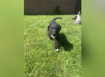 Süße Border Collie -Mudi mix Welpen