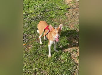 Timon (Spanien) – ein „kleiner Fuchs“, der Sie lächeln lässt