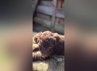 11 putzmuntere Aussiedoodles