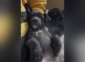 INDIE ❤  sucht Zuhause oder Pflegestelle
