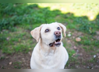Tzemma - in 74417 Geschwend auf Pflegestelle