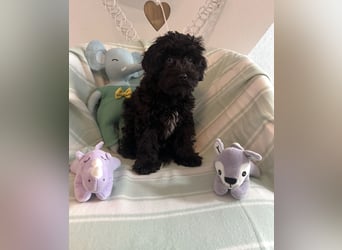 Wunderschöner Maltipoo rüde 6 Monate alt zu verkaufen