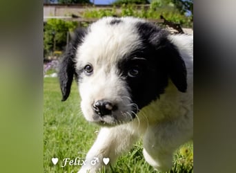 Felix und seine Geschwister suchen ein Zuhause