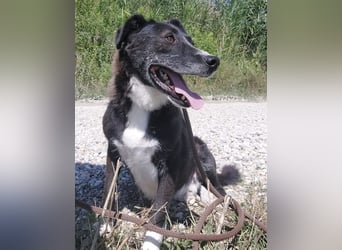 Lun seit 4 Jahren in Tierheim