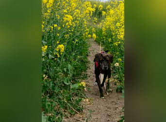 Maaya - ein Jackpot auf vier Beinen - weiblich, kastriert - geboren ca. 2023