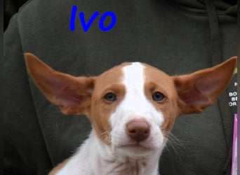 Ivo geb. 03/2025 (ESP) - verspielter Podenco Ibicenco Welpe!