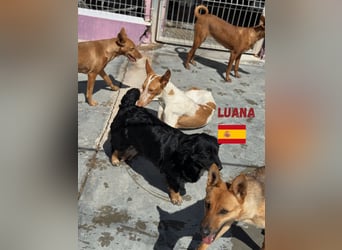 Luana,geb.03/24,Podenco Mädel sucht ihre Familie