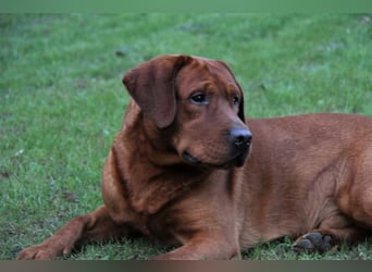 Reinrassige Labrador Welpen in foxred und schwarz