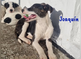 Joaquín 10/2024 (ESP Pflegestelle) - neugieriger und zärtlicher, kleiner Bodeguero-Mix Welpe!
