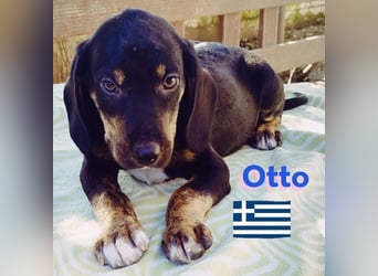 Otto, 01/25 - aktives Schlappohr sucht Familie