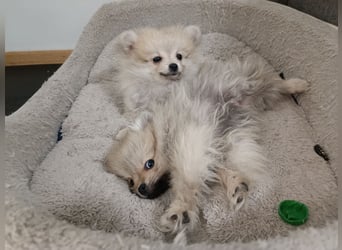 Pomeranian