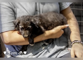 Teddy und seine Geschwister suchen ab September ein Zuhause