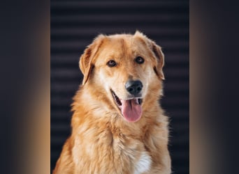 Total verschmuster Traumhund Yeti❤️mit Handicap sucht Menschen mit Herz