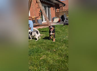 Große-Schweizer-Sennenhund-Welpen
