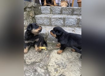 Rottweiler Welpen