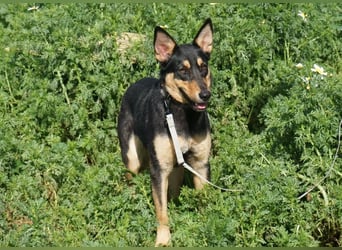 Yassi (Spanien) - wunderschöne Schäferhund-Mischlingshündin