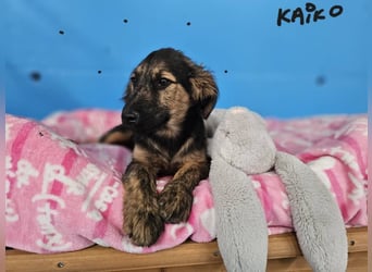 KAIKO ❤️ süüüüßer Wuschel, Pflegefamilie Kevelaer
