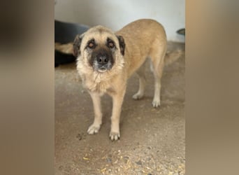 Jessica - ruhige, freundliche Kangal-Mix-Hündin / z.Zt. noch in Rumänien