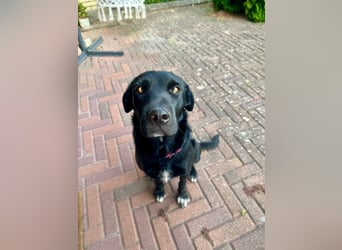 Emilija Fröhliche Labrador-Mischlingshündin sucht ihr Für-immer-Zuhause