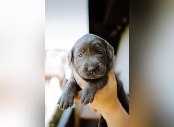 Labradorwelpen