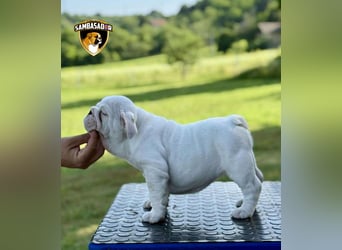 Englischen Bulldogge
