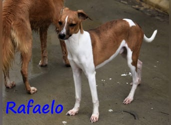 Rafaelo 08/2024 (ESP) - aufgeweckter, zuckersüßer Whippet Welpe!