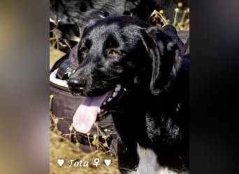 Vier wunderschöne Familienhunde suchen ein Zuhause