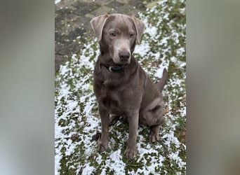 Wunderschöner silberner Labrador - 1.5 Jahre alt 