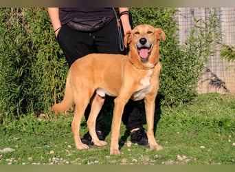 Mr John, Mix Labrador / Rafeiro Alentejano, lieb und verträglich
