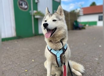 You, Husky, geb. 2022, Husky Fans gesucht