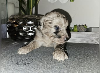 Aussiedoodle mit Ahnentafel