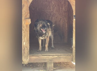 MONTI, Rüde, 7 Jahre, 51 cm, Mischling, Tierschutz