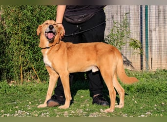 Mr John, Mix Labrador / Rafeiro Alentejano, lieb und verträglich