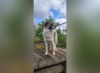 Polly - faszinierender Hund mit vielen Facetten