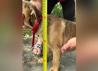 Artur, geboren 16.03.2025, 31cm sucht seine Chance