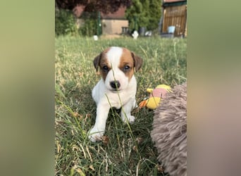 Jack Russel Terrier Welpen mit Stammbaum