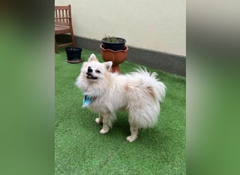 Toto SR – Kleiner Sonnenschein sucht großes Glück