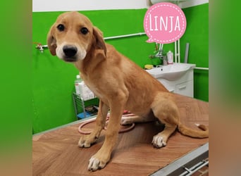 Linja eine elegante kleine Dame