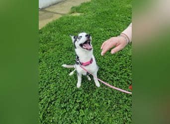 Luna - Scheidungskind - sucht aktive Menschen mit Herz und Hundeverstand