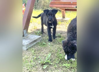 Eléa – Kleine Entdeckerin mit großem Herz sucht Zuhause