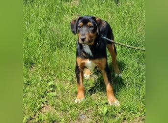Charly - Körbchen auf Lebenszeit gesucht